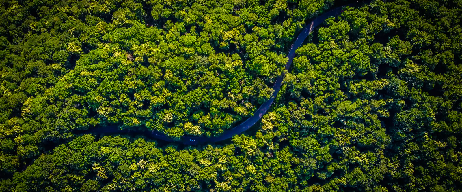 Pădure de foioase din România, fotografiată de sus cu drona